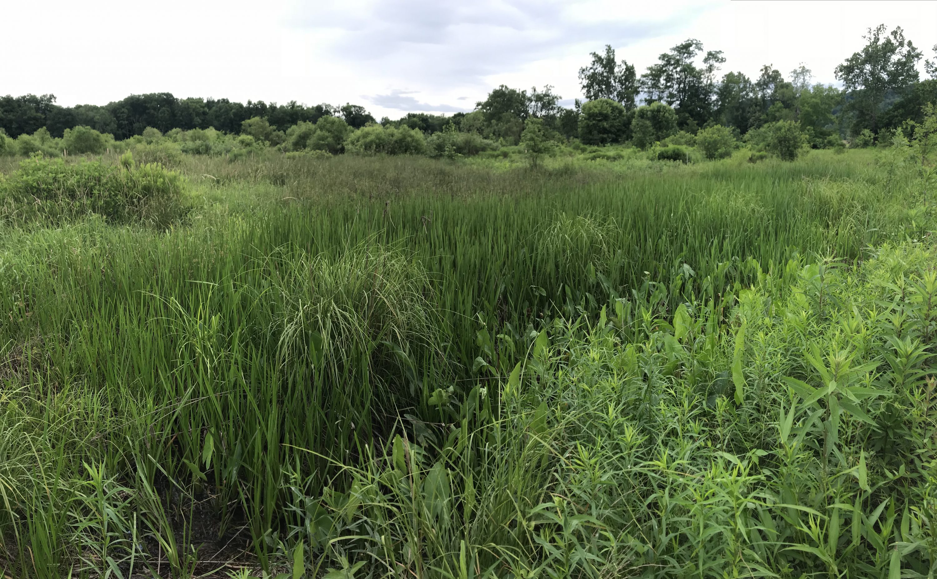 Tygart Valley River Stream and Wetland Mitigation Bank