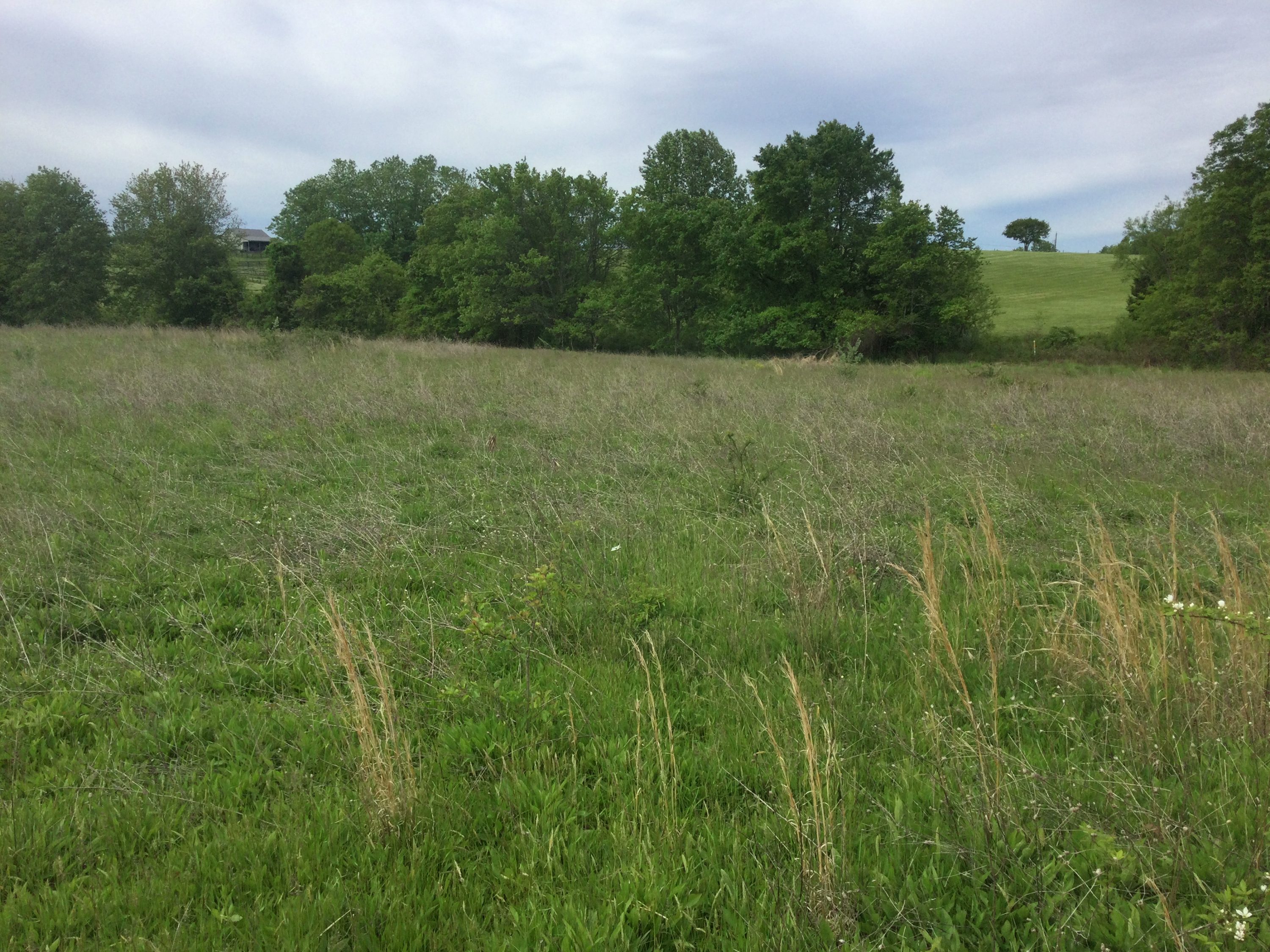 Licking Run Nutrient Bank