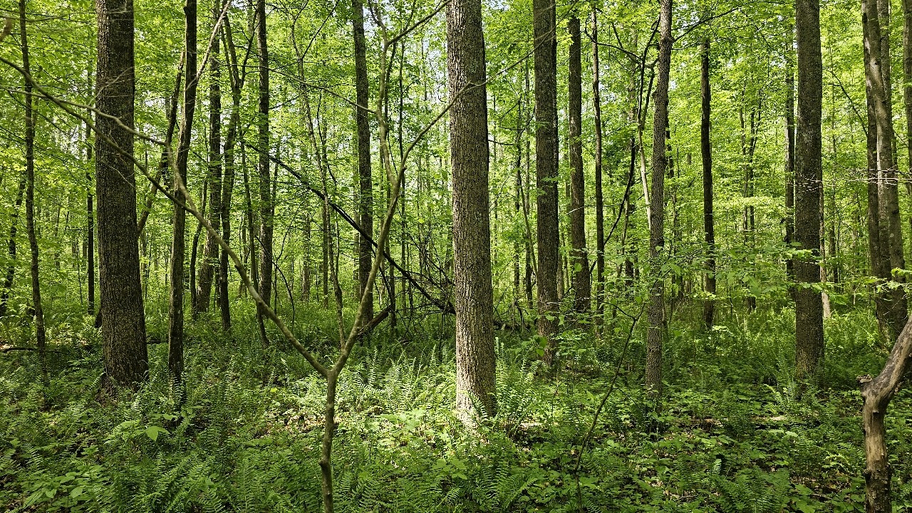 Silvis Bat Summer Habitat Conservation Bank