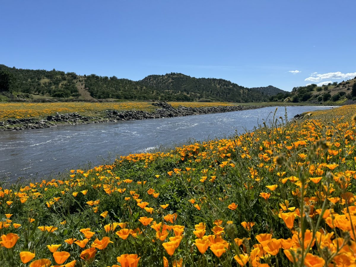 Restored river channel along the Klamath River following dam removal